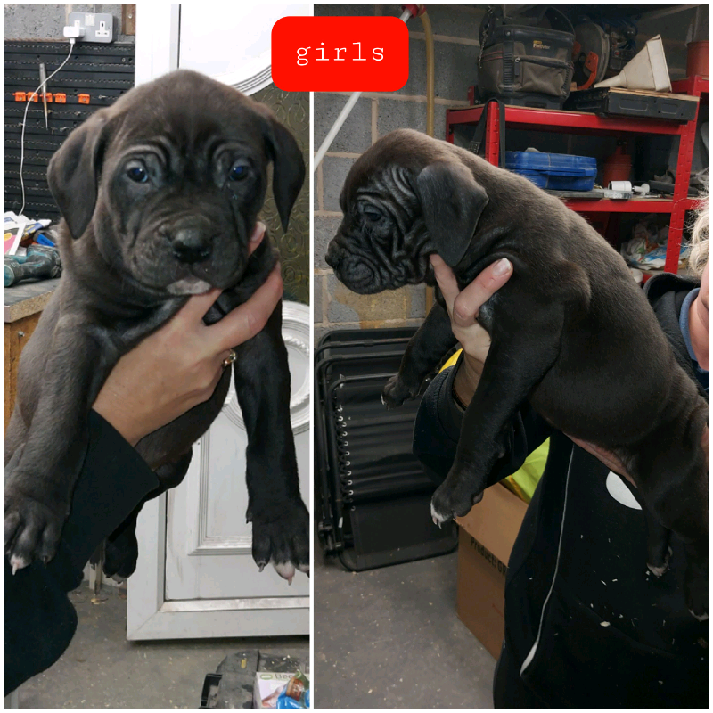 what can you give a dog when it's constipated